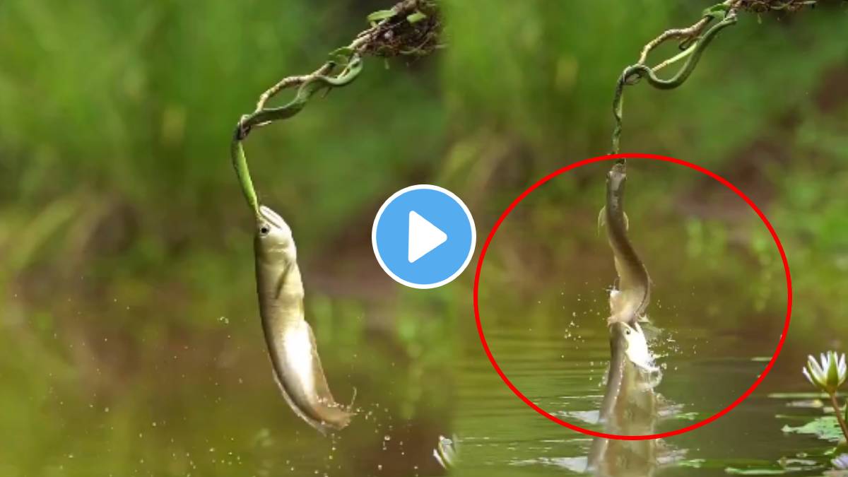 Fish stuck in snake's mouth see what happend next video goes viral on social media