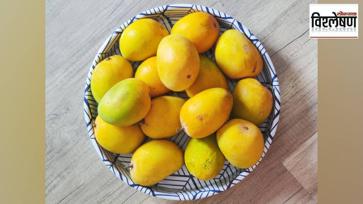 mango, mango production , decline ,