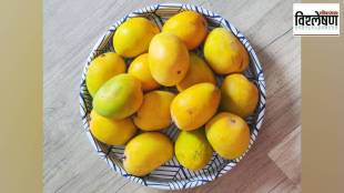 mango, mango production , decline ,