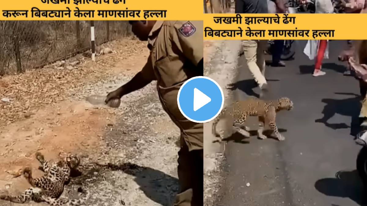 Leopard attacked by pretending to be injured shocking video goes viral on social media