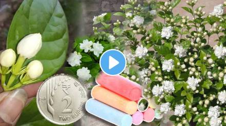 How to grow more flowers on mogras plant 2 rupees jugad for growing mogra plants flowers marathi gardening tips how to grow mogra in small pot