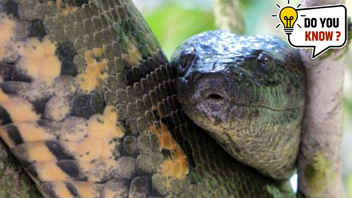 The biggest reptile is around 6 times larger than an average human being do you know