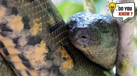 The biggest reptile is around 6 times larger than an average human being do you know