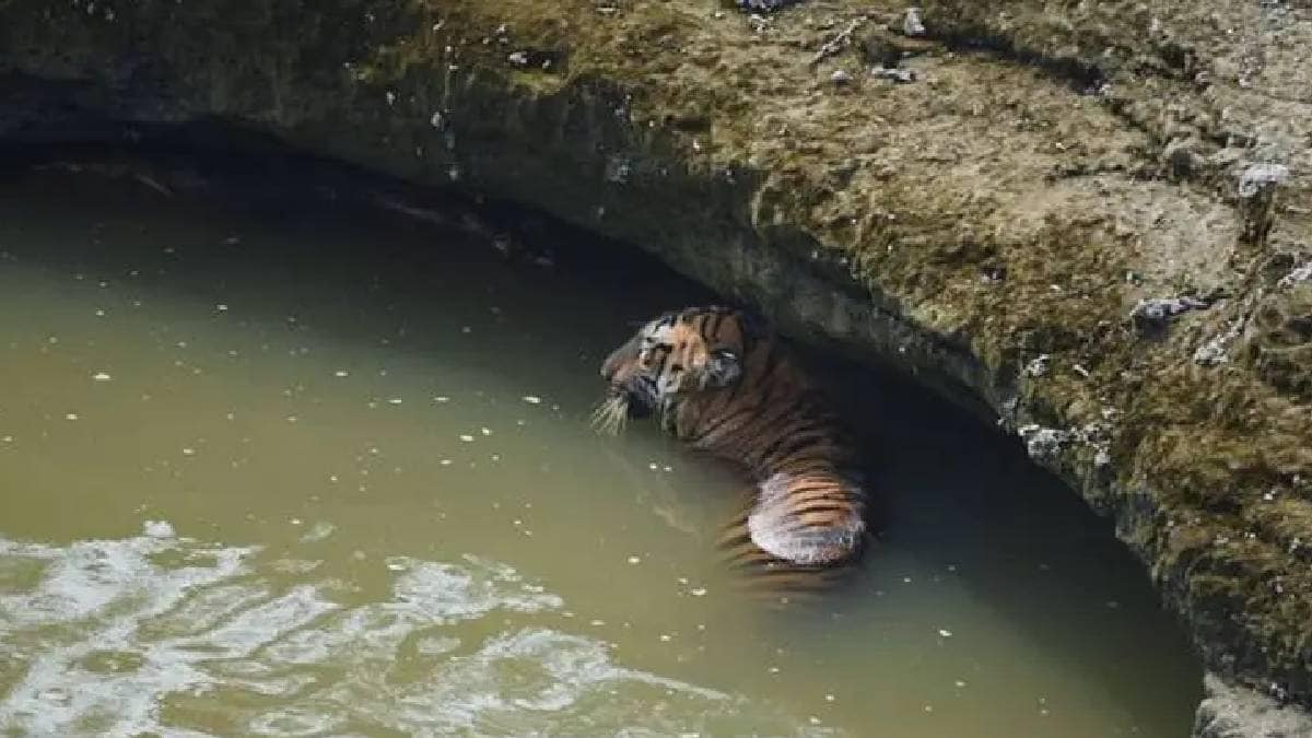 A tigress and a wild boar died after falling into a well while hunting in Chikhla village of Bhandara district