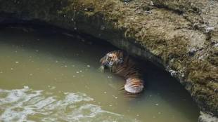 A tigress and a wild boar died after falling into a well while hunting in Chikhla village of Bhandara district