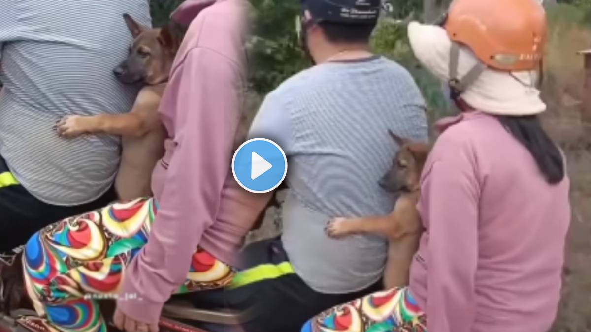 video shows Parents sitting with pet dog on bike