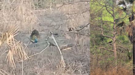 Demand for a bird sanctuary in forested areas of Attali-Vadavali near Kalyan