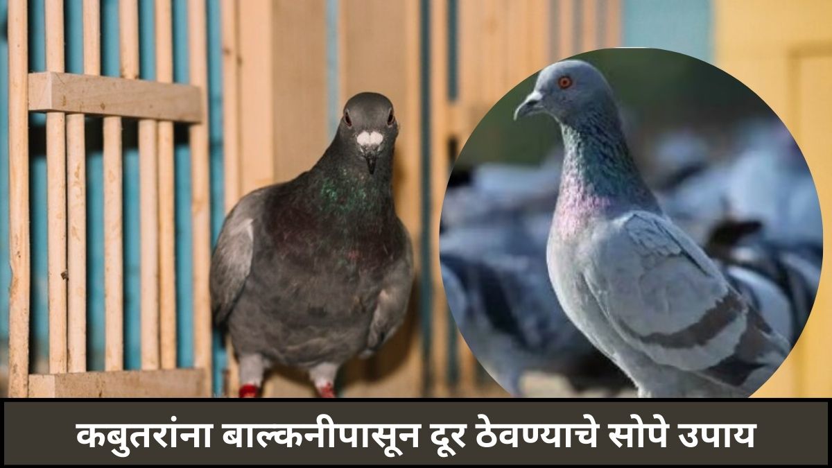 Keep Pigeons Away