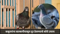 तुमच्याही खिडकीत-बाल्कनीत कबुतरांचा उच्छाद? करा ‘हे’ सोपे उपाय; कबुतरं मारतील यू टर्न, होईल पैशांचीही बचत