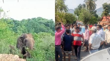 Forest department decides to catch elephant Omkar from Morle on Dodamarg after blocking road for ten hours