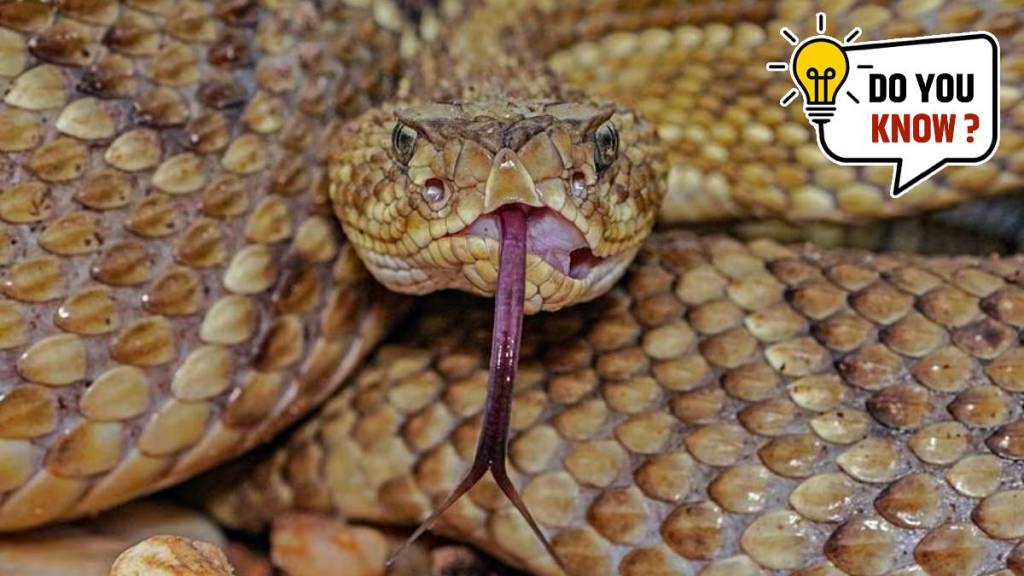 Snakes honeymoon destination