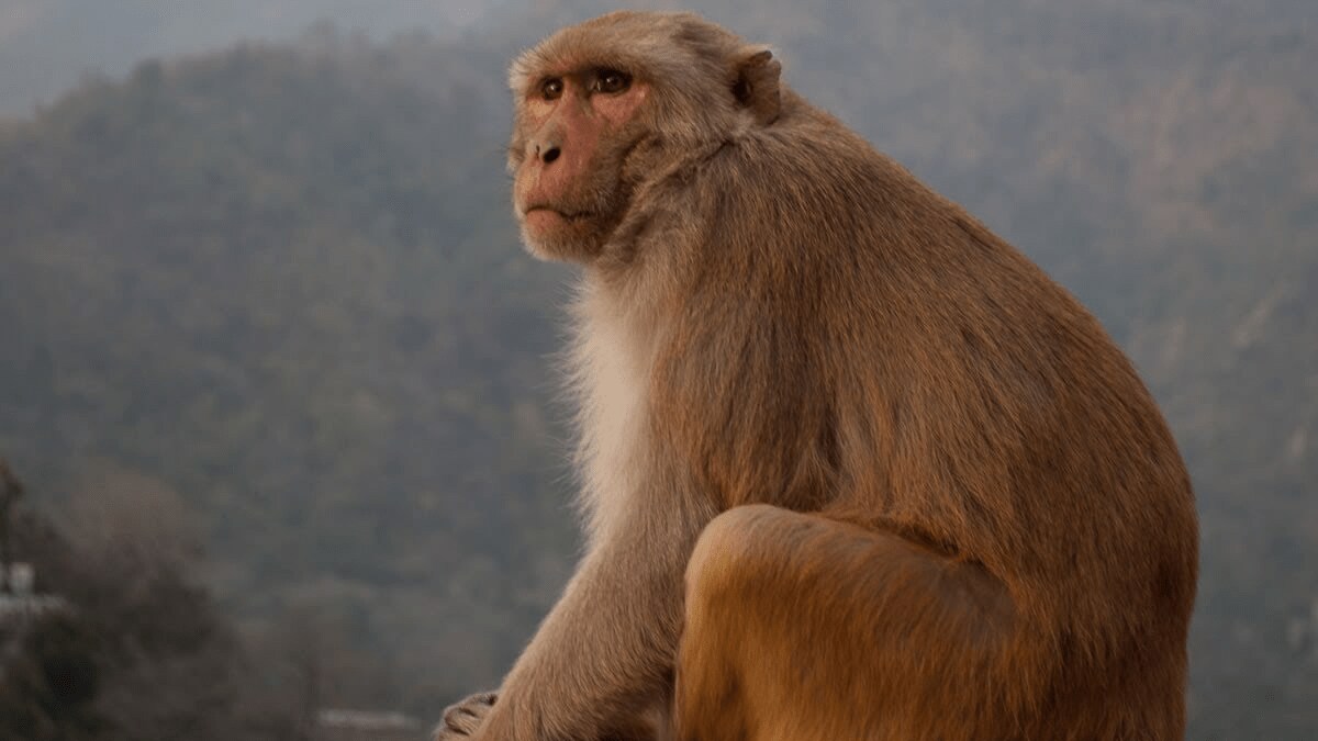 sterilization of monkeys after leopards sterilization Nagpur news