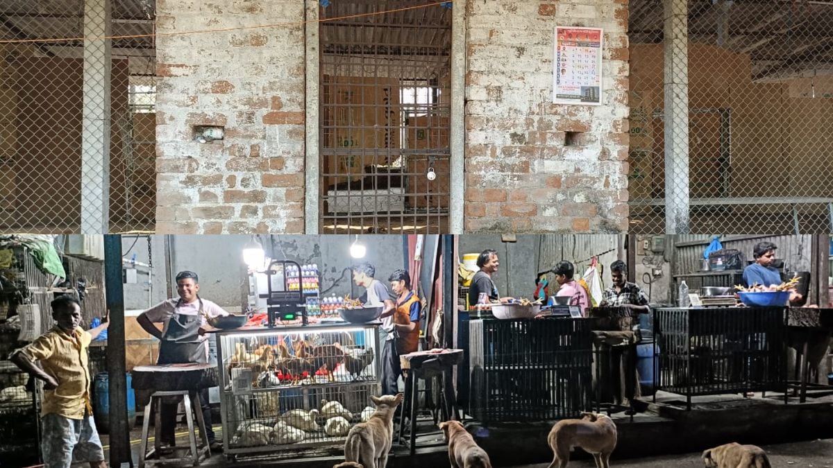 Sterilization of stray dogs in Wada city is in dangerous state