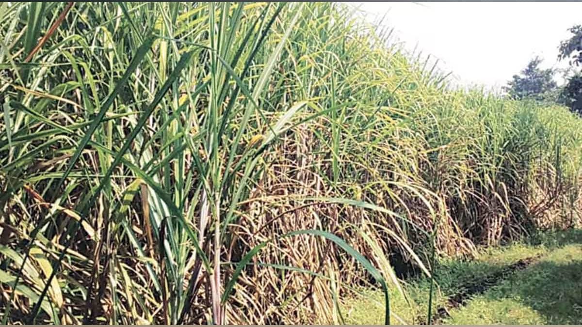 State government decides to draft a comprehensive law regulating sugarcane harvesting and labor Mumbai news