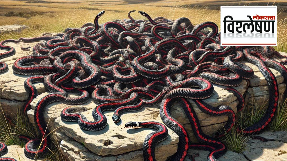 The World’s Largest Snake Gathering