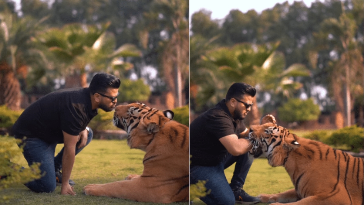Tiger