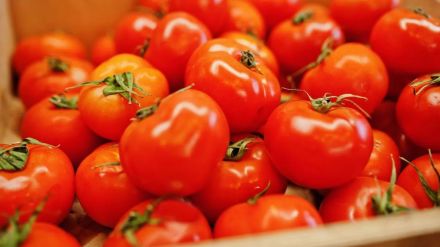 Tomato prices decrease to Rs 5 per kg