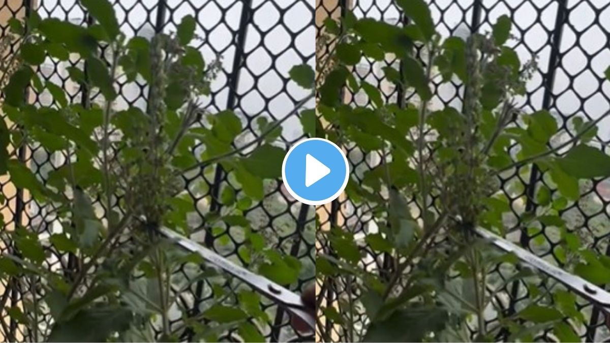 Home Remedies To Make Tulsi Or Basil Plant Green