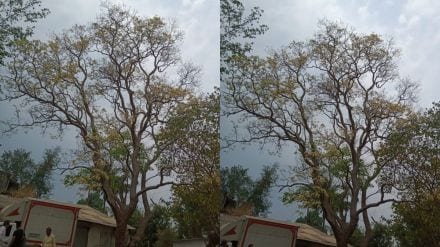Rare Varun tree blooms in Safale