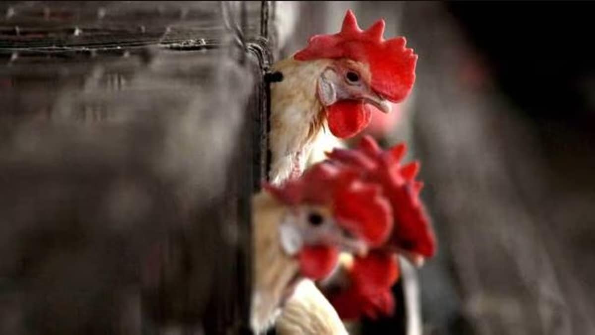 Dr Naveen Kumar, GBS , Pune , chickens,