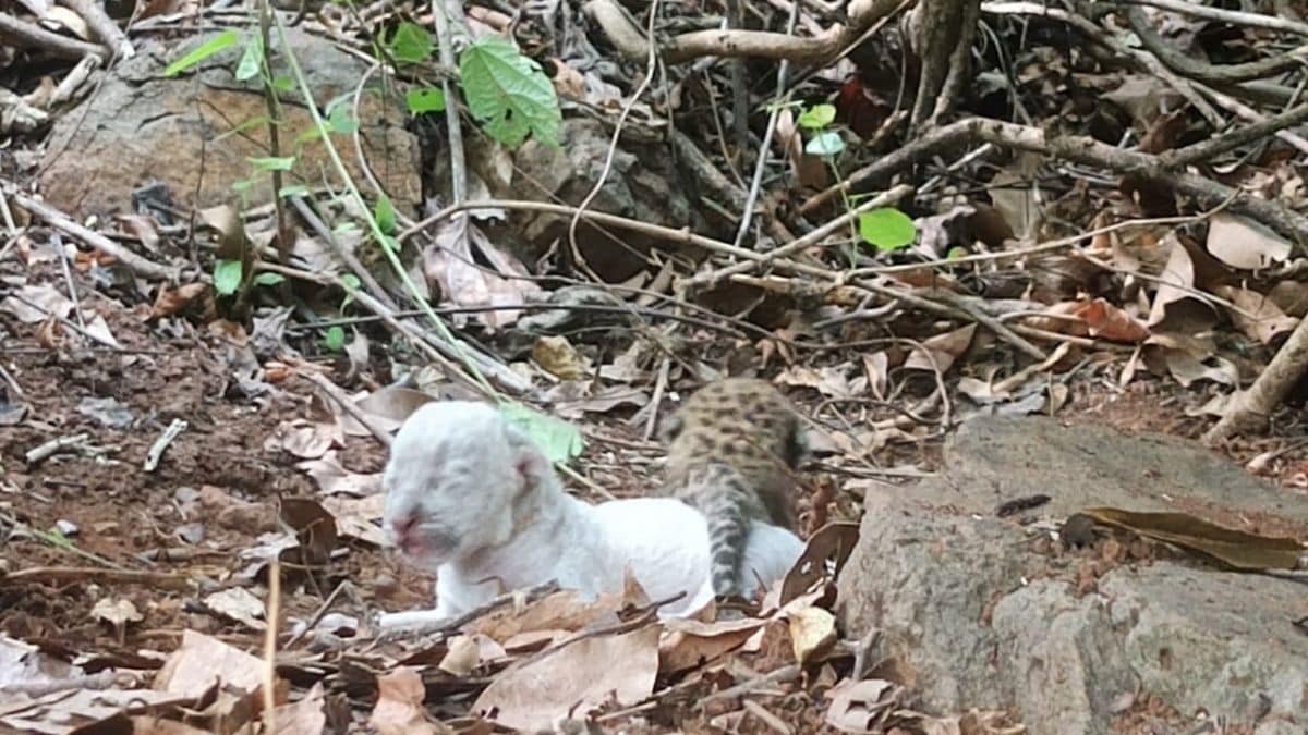 White leopard seen for the first time in Maharashtra
