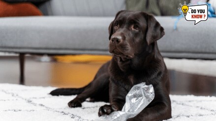 Why do dogs love to play with trash