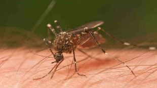 World Malaria Day Symptoms of Malaria How Malaria Spreads Every year, there are 300 to 500 million malaria patients in the world