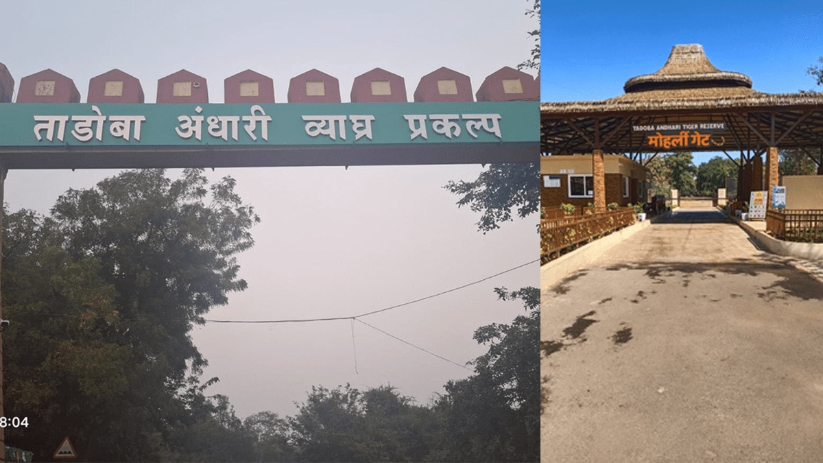 Yellow alert increased heat tourism in Tadoba affected jungle safari bookings cancelled