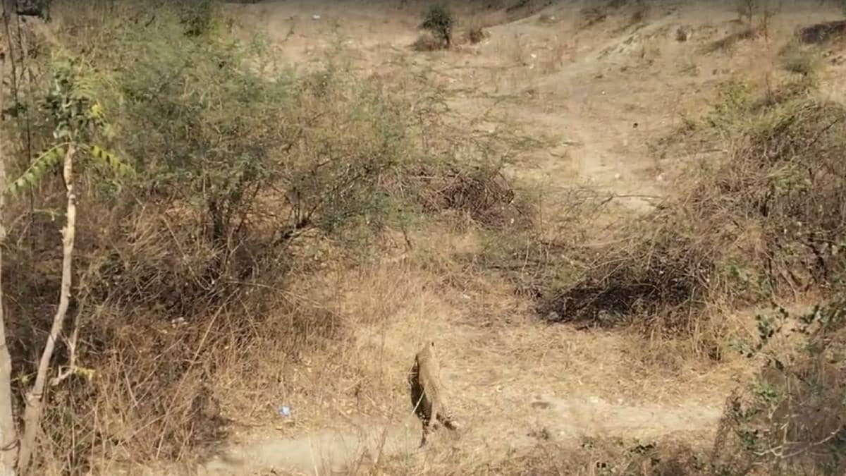 near amaravati city area A leopard shelter in a pipe under a road bridge