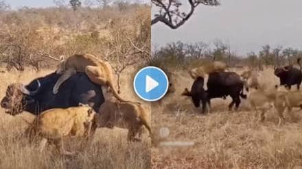 animal Lion Buffalo Fight Viral Video
