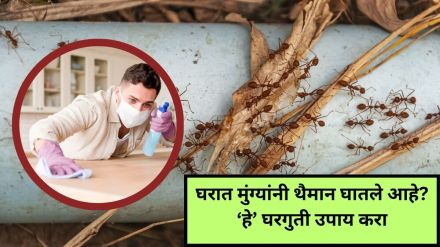 Get rid of ants