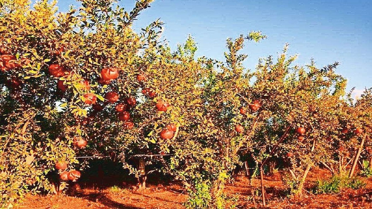 Pomegranate production, Pomegranate , AI technology,