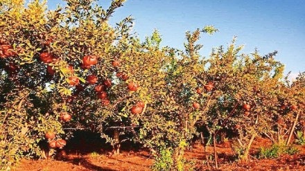 Pomegranate production, Pomegranate , AI technology,