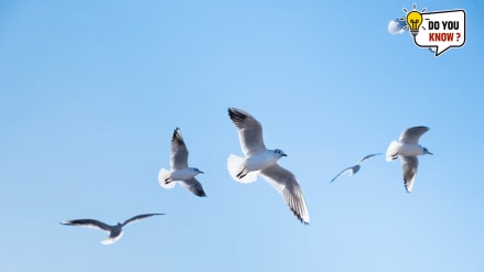 birds nap while flying