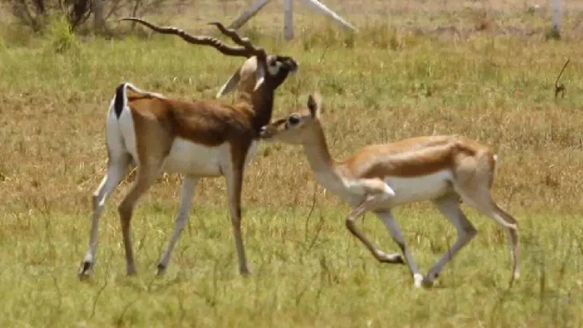 sighting of blackbucks Byculla Zoo mumbai A month-long wait mumbai municipal corporation