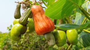 Konkan cashew farming news in marathi
