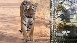 tigress caged by forest department