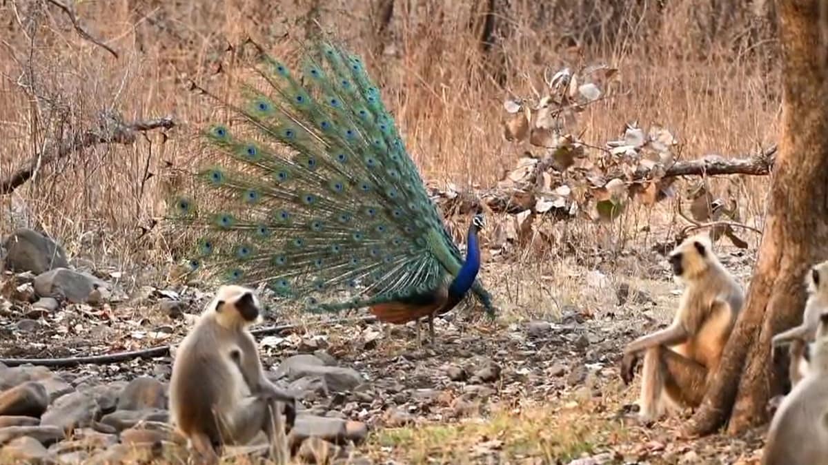monkey dancing with peacocks news loksatta