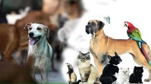 illegal pet shops Mumbai loksatta news