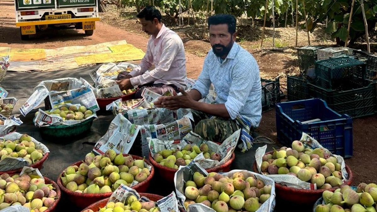anjeer farmers baramati success