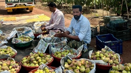 anjeer farmers baramati success
