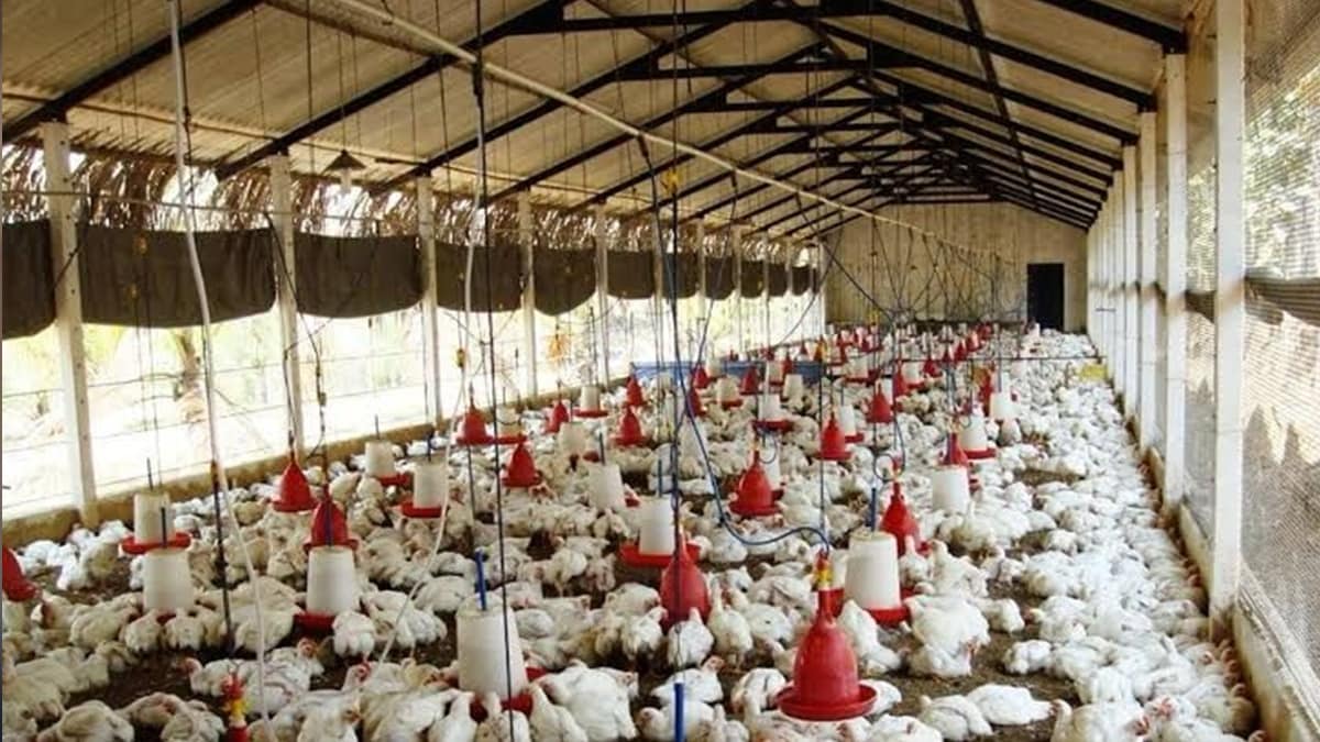 wardha poultry farm loksatta