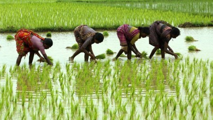 rice crops thane loksatta
