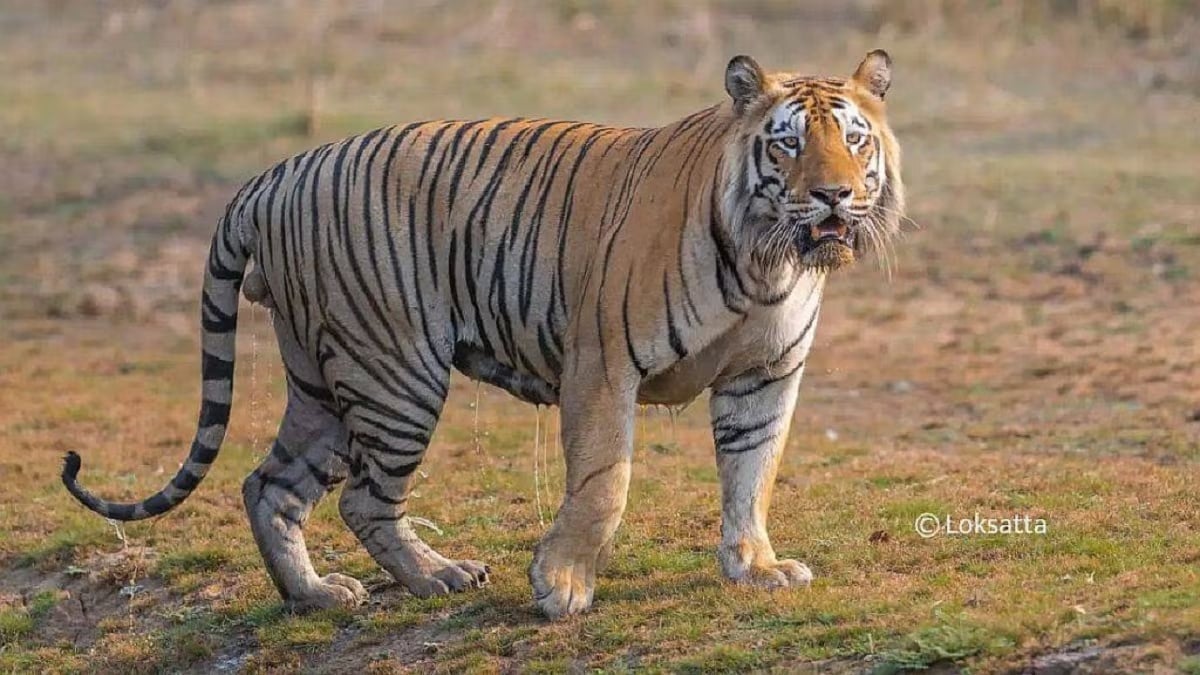 tiger loksatta news