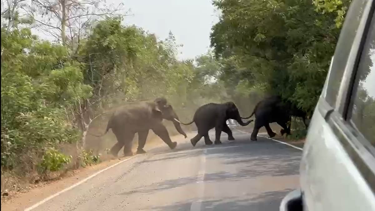 gadchiroli elephant latest news
