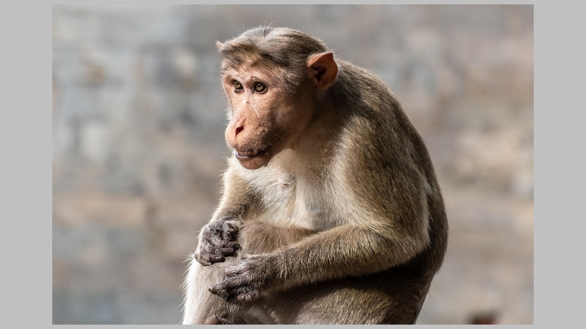 palghar mokhada monkey bite