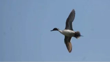 birds live in Ferguson college