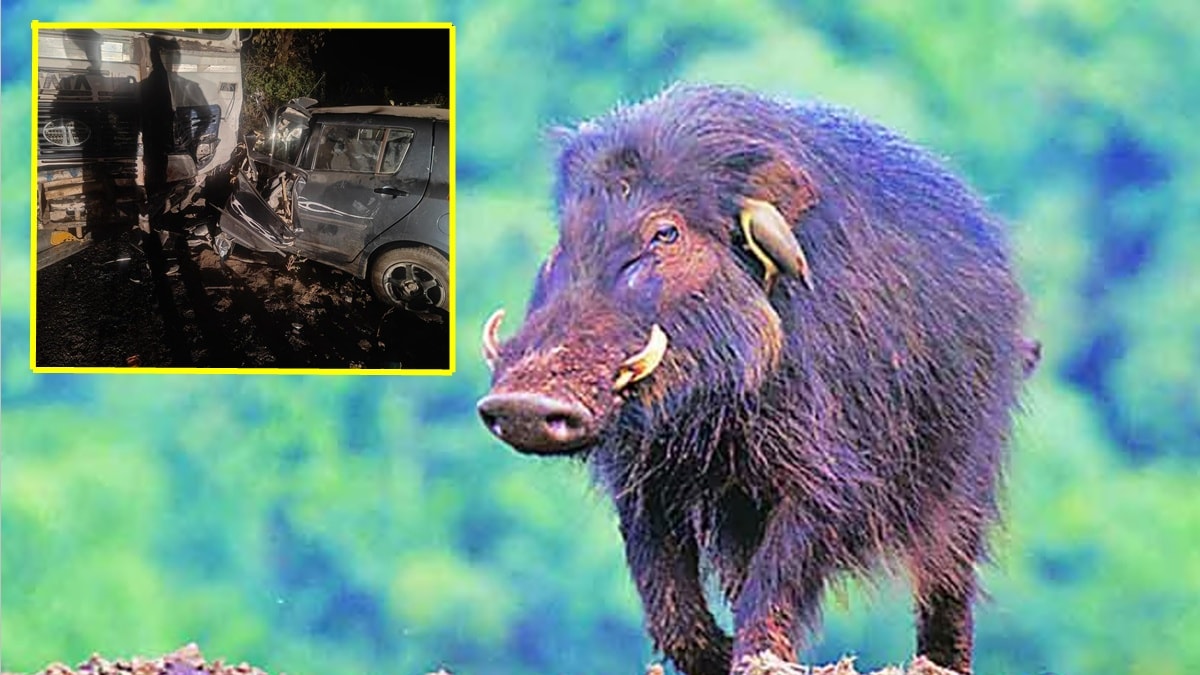 wardha accident wild boar loksatta,