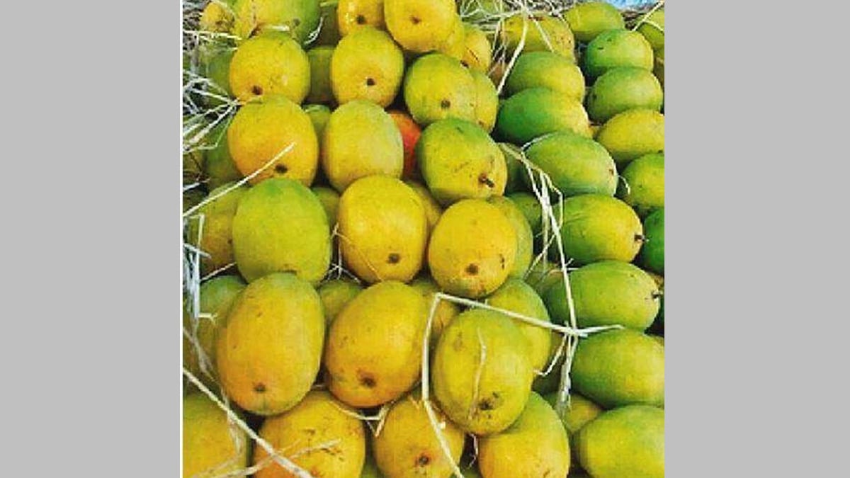 keshar mango news in marathi