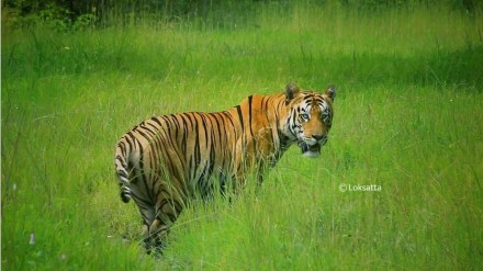 yavatmal tigress death loksatta